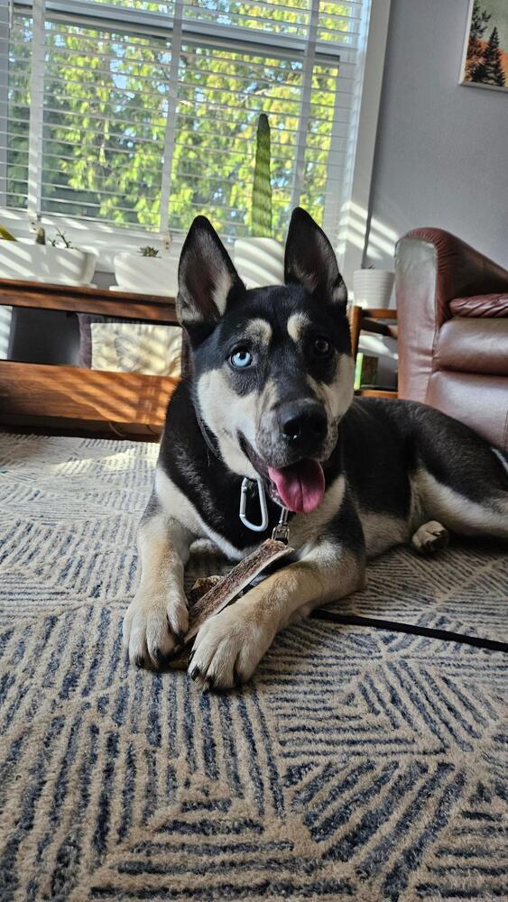 Enlarge Yukon (Jesse), a Adoptable mixed breed in Portland, OR image 1/6