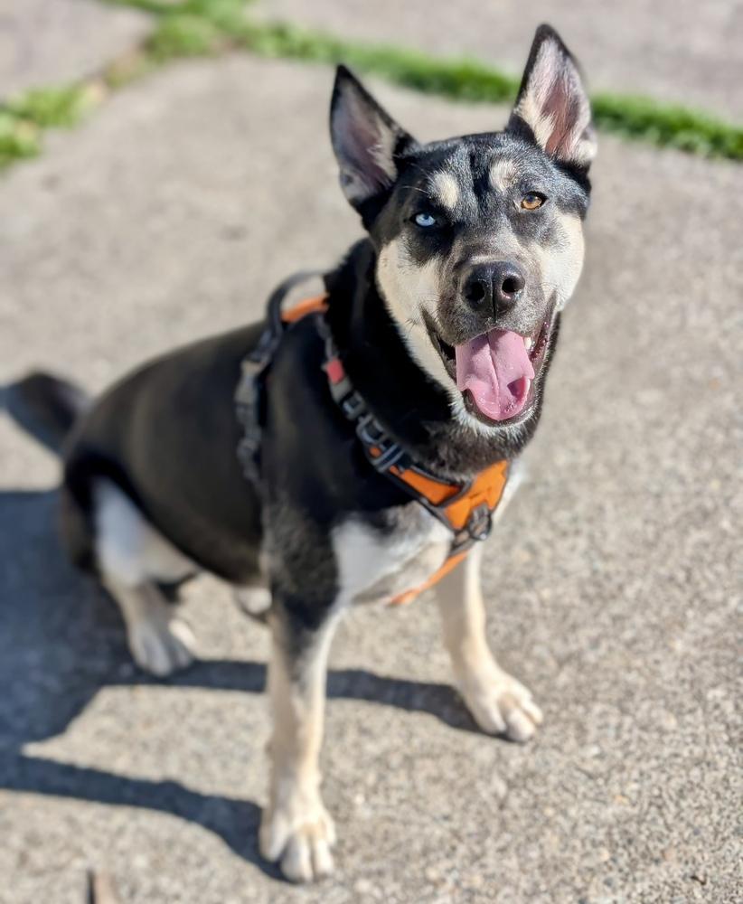 Enlarge Jesse, a Adoptable mixed breed in Portland, OR image 2/6