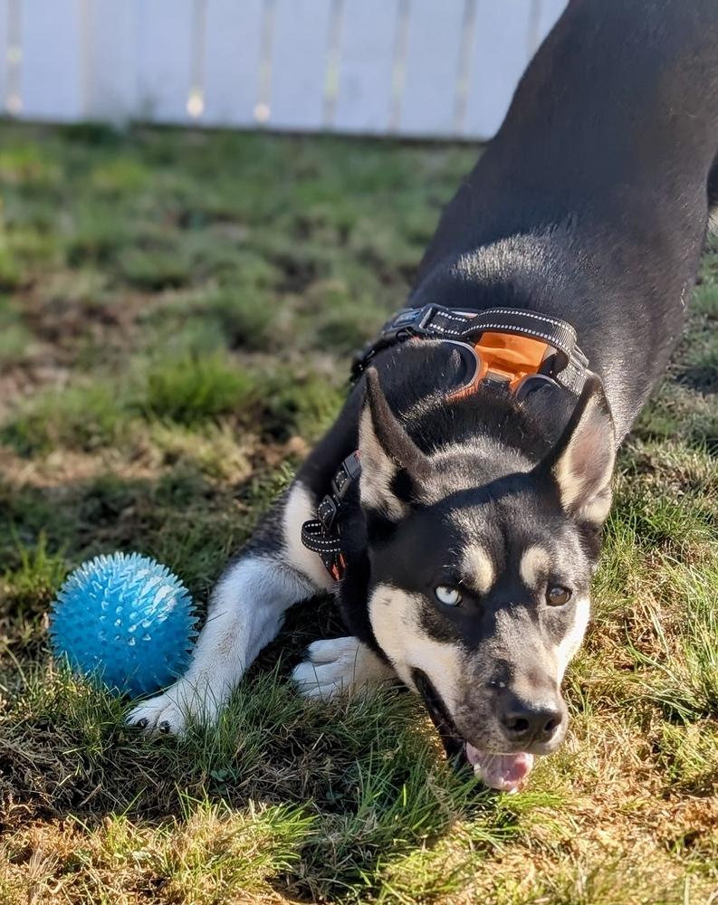 Enlarge Jesse, a Adoptable mixed breed in Portland, OR image 4/6