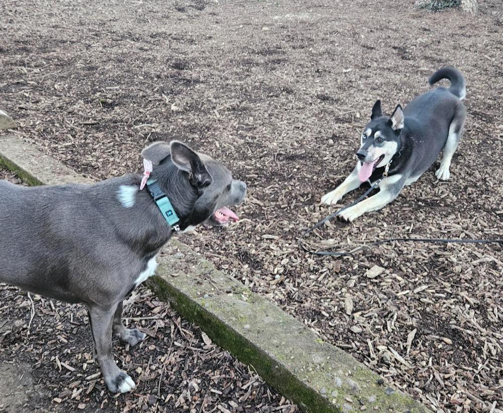 Enlarge Yukon (Jesse), a Adoptable mixed breed in Portland, OR image 4/6