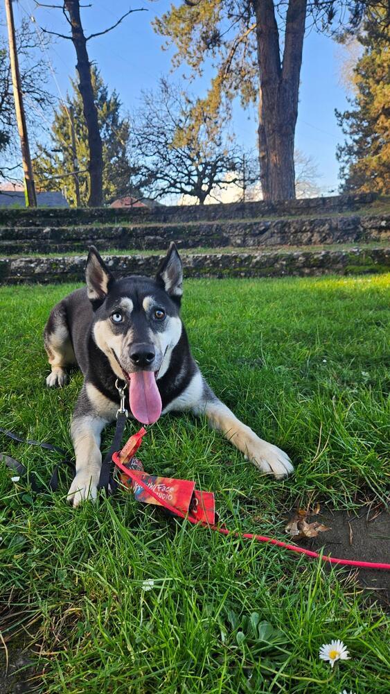 Enlarge Jesse, a Adoptable mixed breed in Portland, OR image 5/6