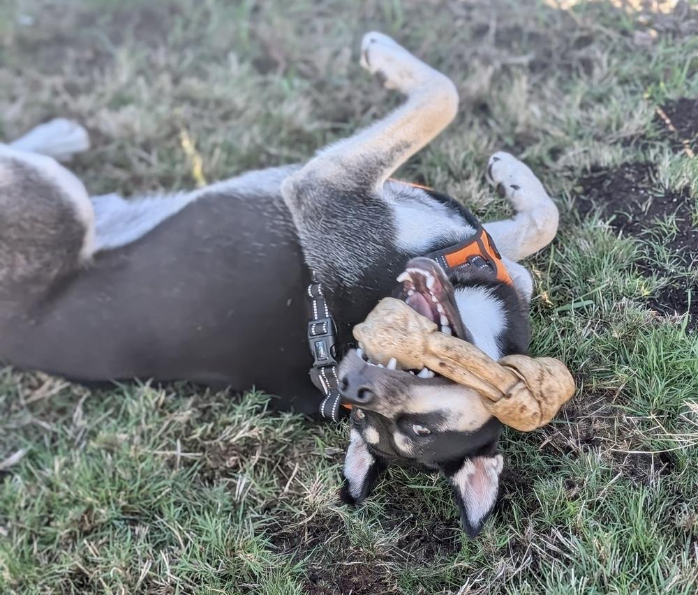 Enlarge Jesse, a Adoptable mixed breed in Portland, OR image 5/6