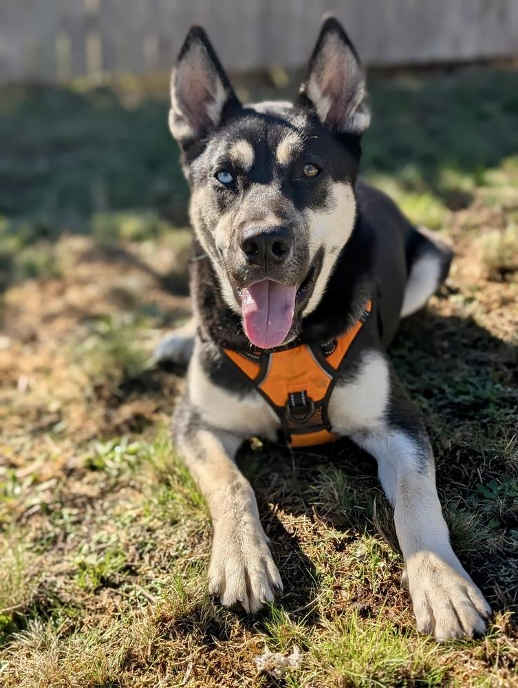 Enlarge Jesse, a Adoptable mixed breed in Portland, OR image 6/6