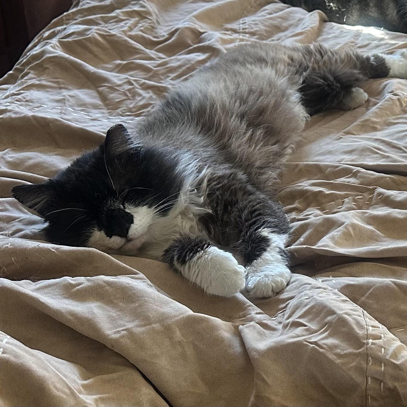 Enlarge Chonk Bell, an adopted Domestic Long Hair in Denver, CO image 3/3