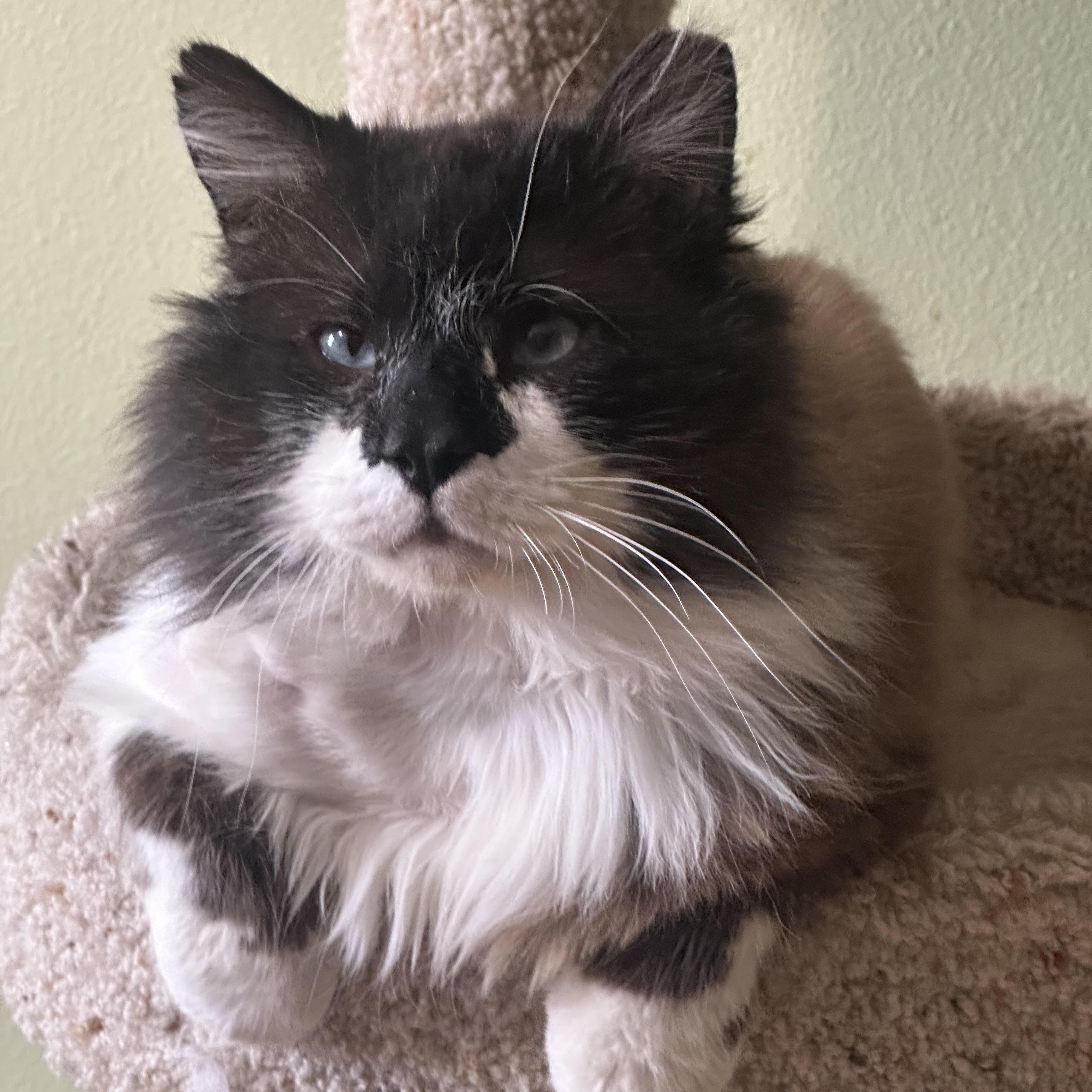 Chonk Bell, adopted, Adult Male Domestic Long Hair.