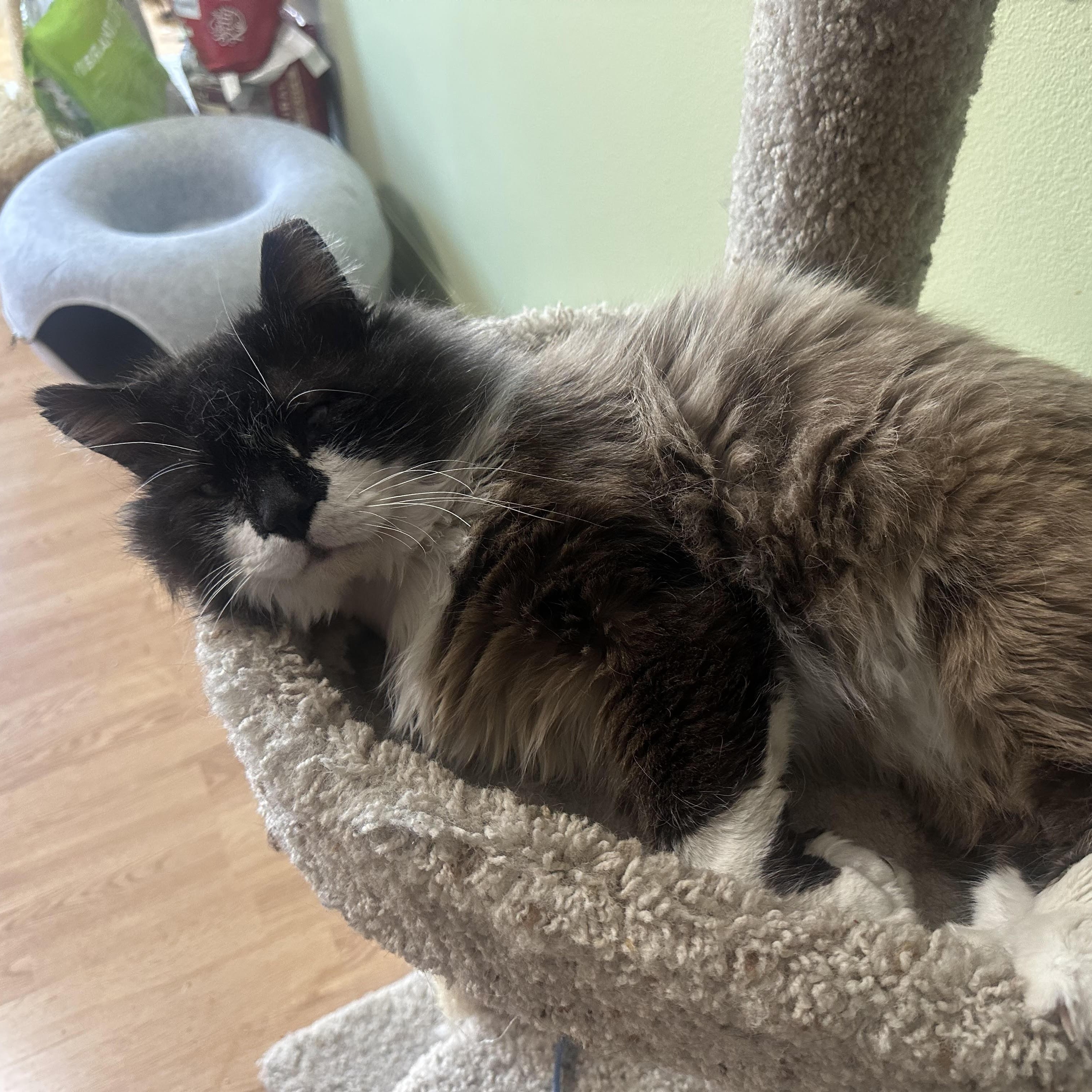Enlarge Chonk Bell, an adopted Domestic Long Hair in Denver, CO image 2/3