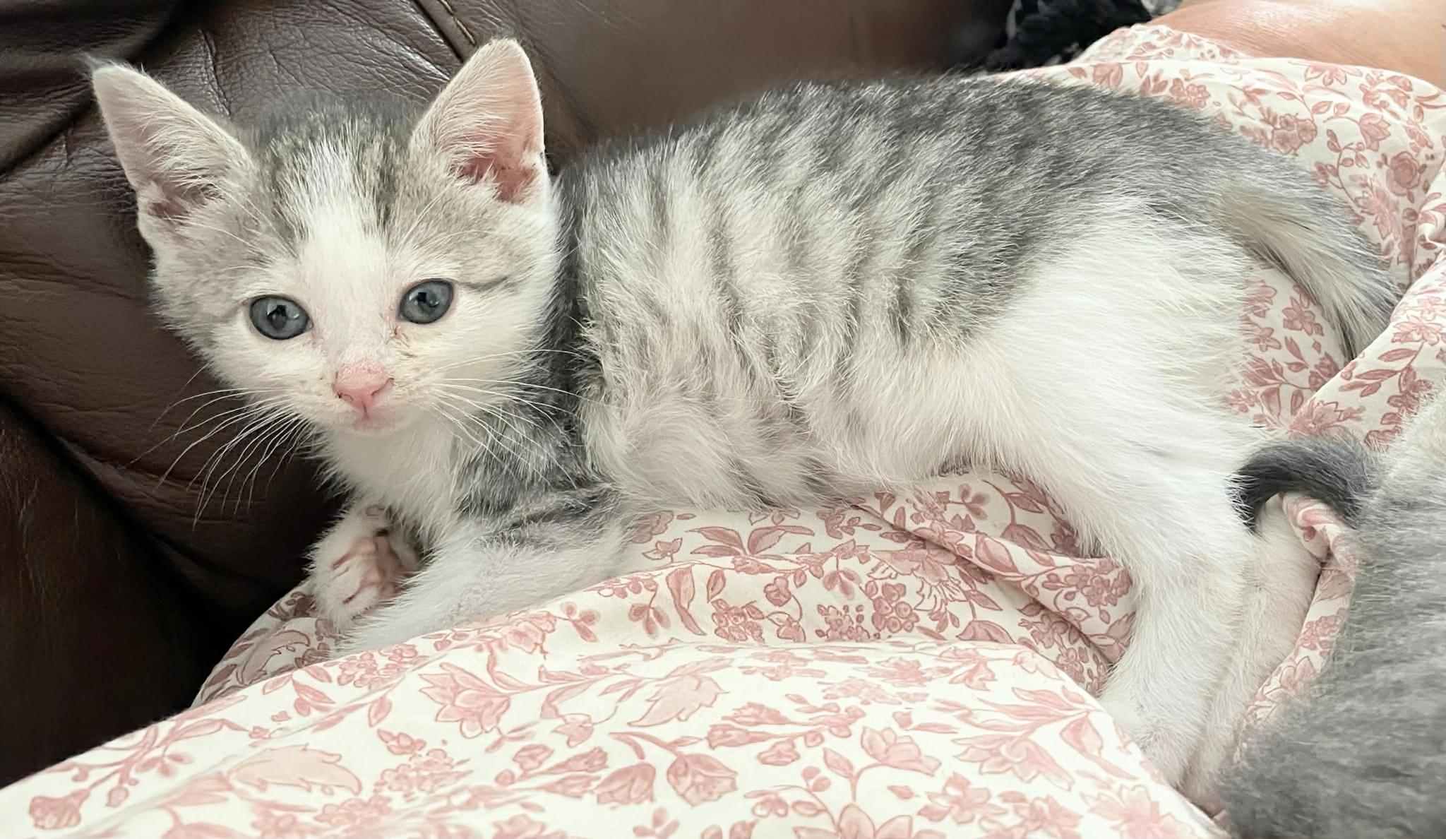 Pearl, adopted, Kitten Female Domestic Short Hair.