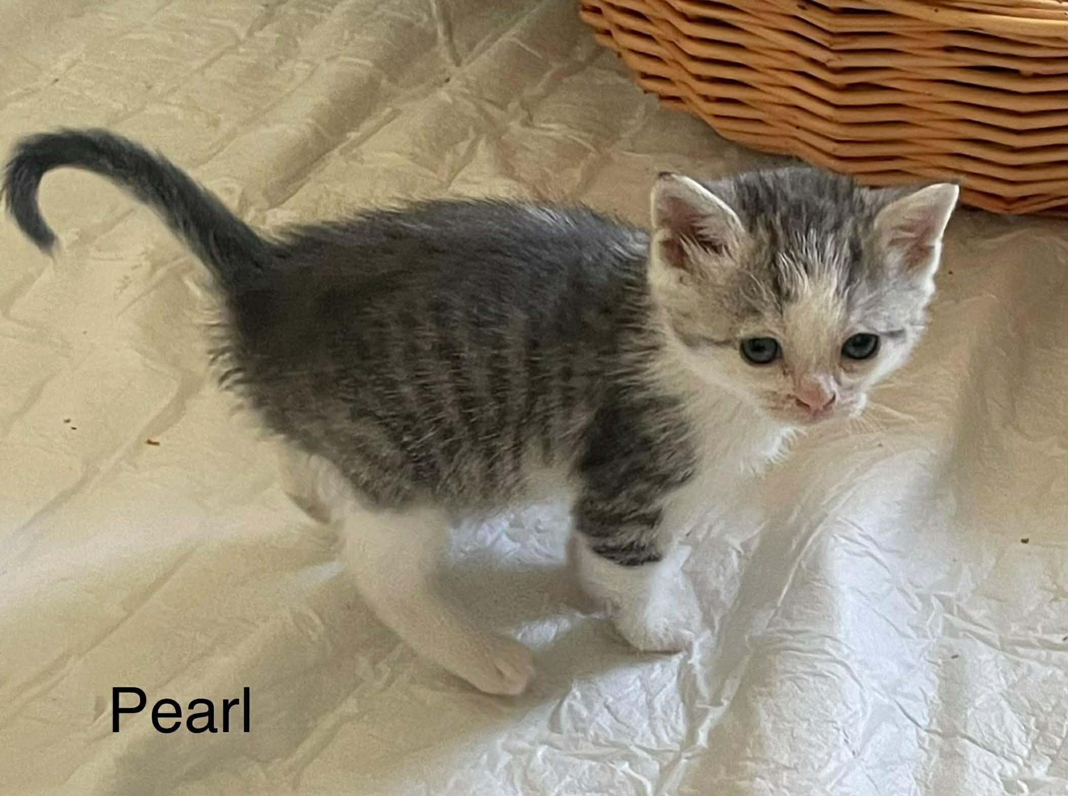 Enlarge Pearl, an adopted Domestic Short Hair in Winnipeg, MB image 2/4
