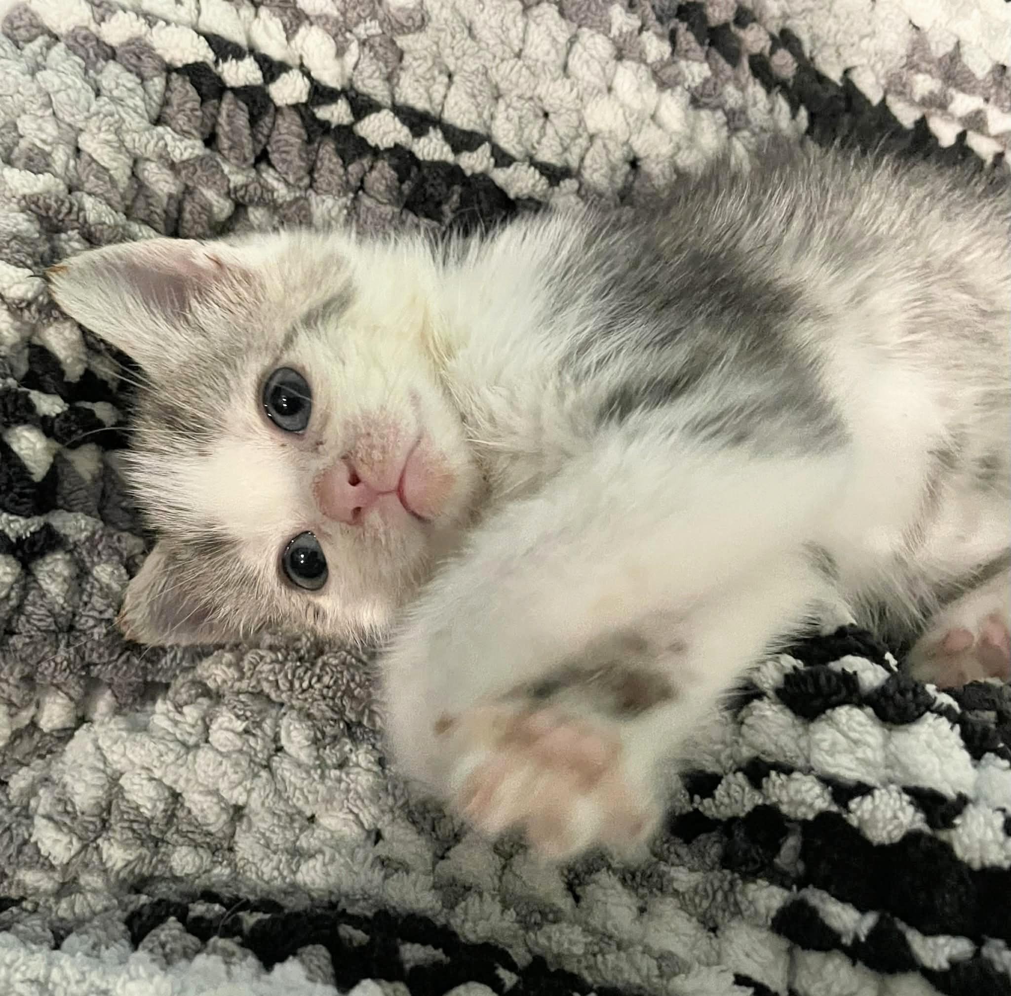 Enlarge Pearl, an adopted Domestic Short Hair in Winnipeg, MB image 4/4