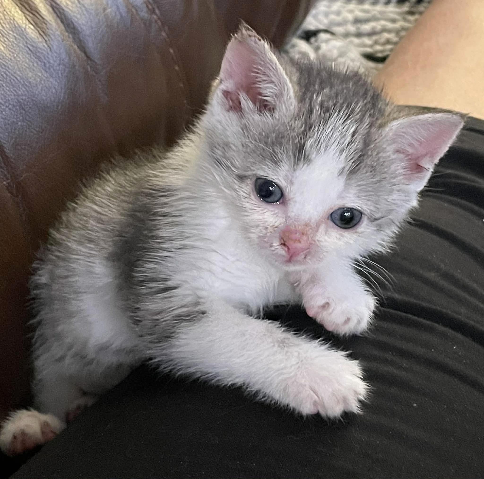 Enlarge Pearl, an adopted Domestic Short Hair in Winnipeg, MB image 3/4