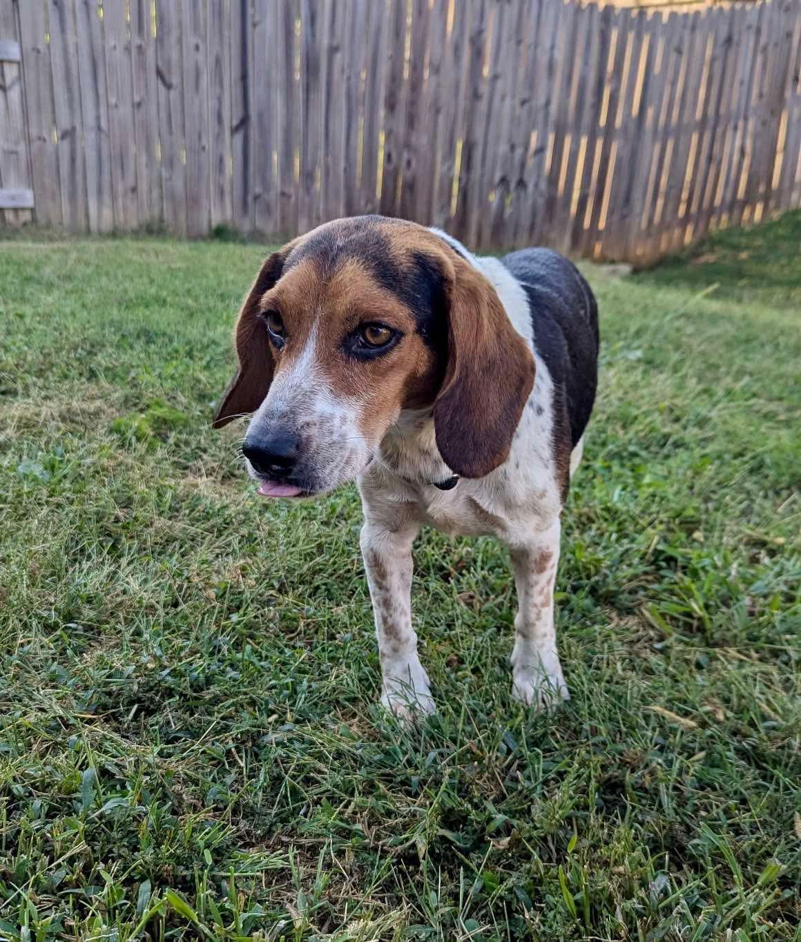 Sandler in NH! Come Meet our Adoptable Dogs Wednesday-Saturday. More info in Bio!