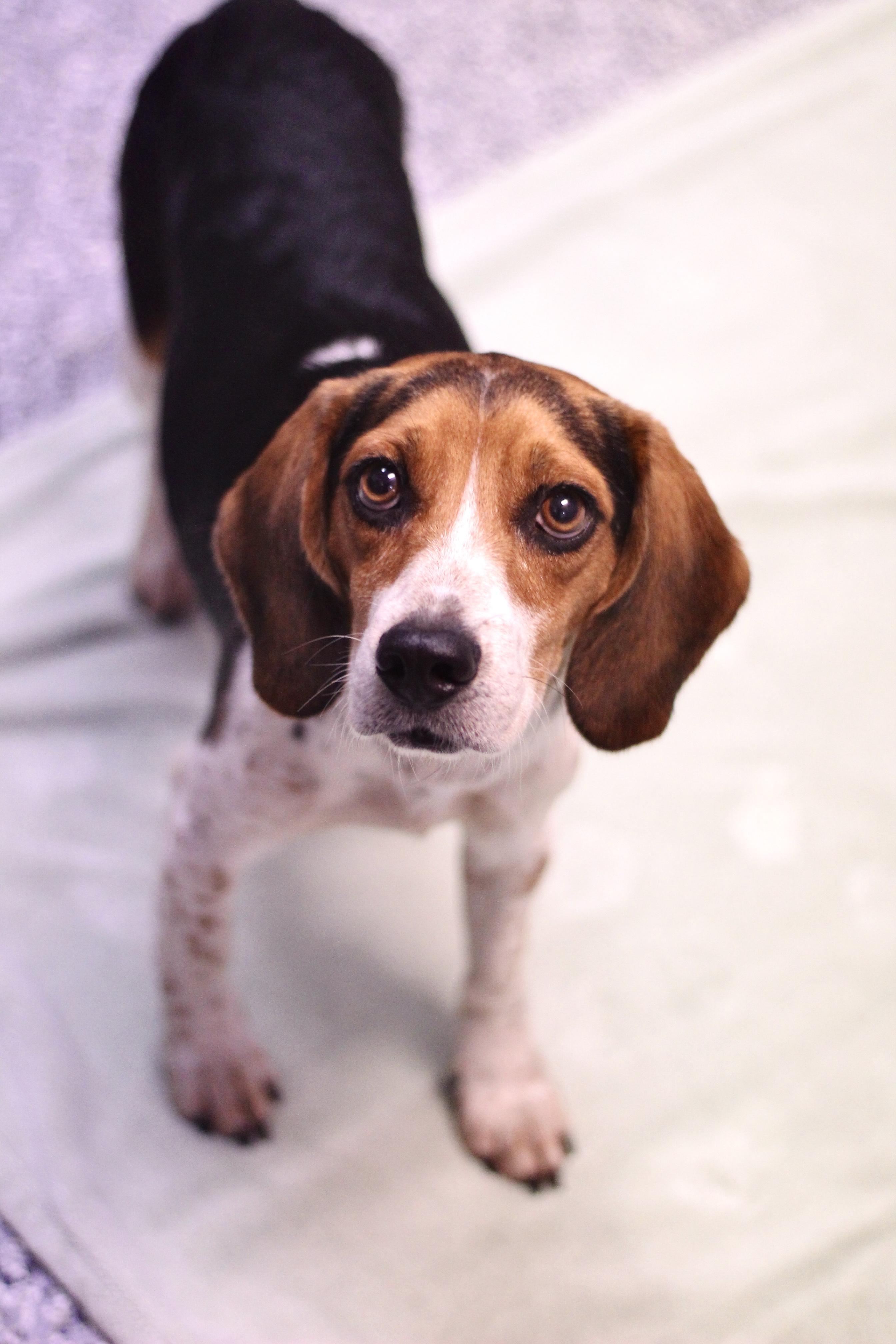 Sandler in NH! Come Meet our Adoptable Dogs Wednesday-Saturday. More info in Bio!