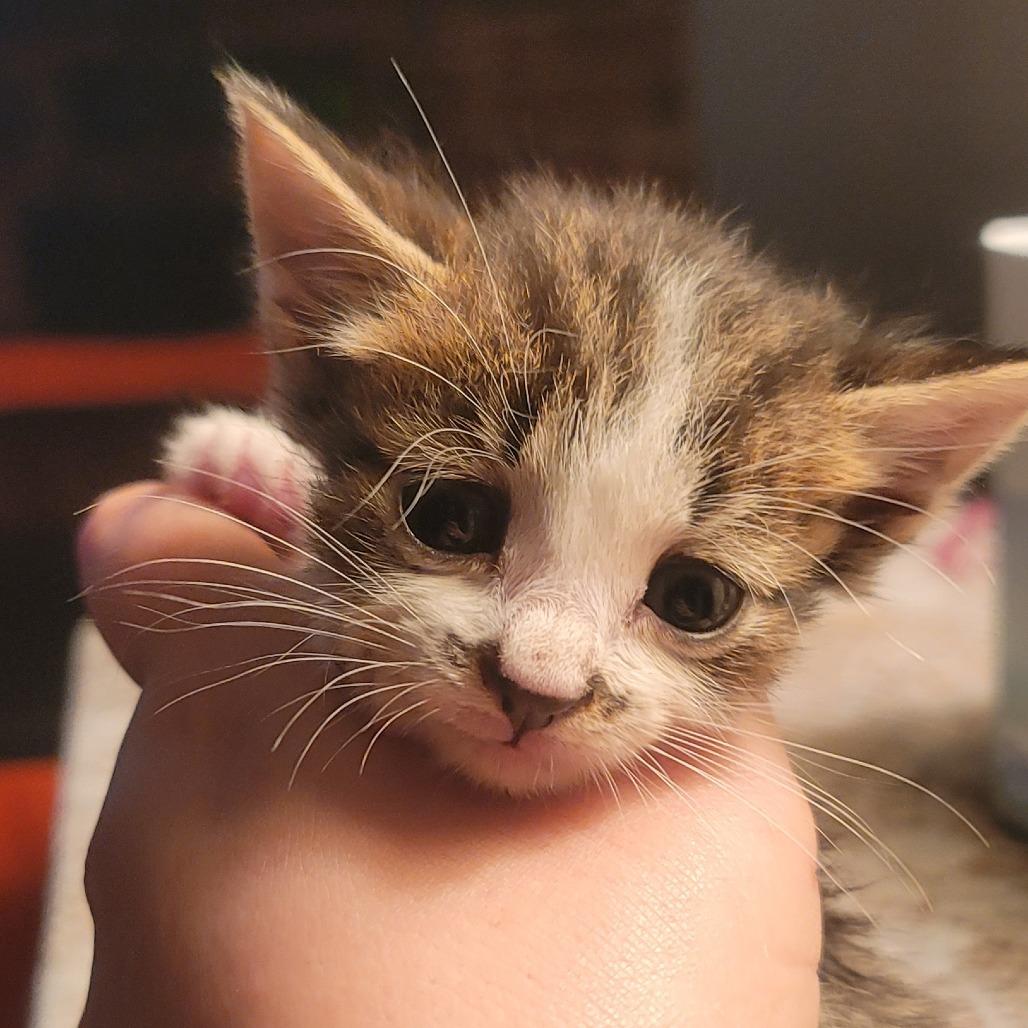 Freddy, a Adoptable Domestic Short Hair in Tipton, IN image 1/6