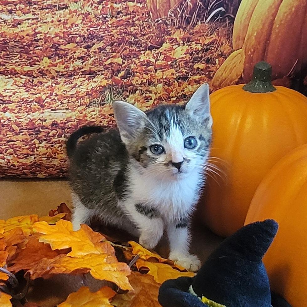 Freddy, a Adoptable Domestic Short Hair in Tipton, IN image 6/6