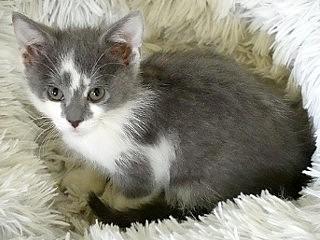 Dusty, an adoptable Domestic Short Hair in Anaconda, MT, 59711 | Photo Image 3