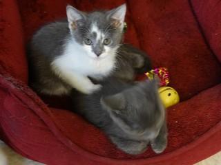 Dusty, an adoptable Domestic Short Hair in Anaconda, MT, 59711 | Photo Image 4
