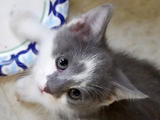 Dusty, an adoptable Domestic Short Hair in Anaconda, MT, 59711 | Photo Image 5