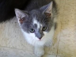 Dusty, an adoptable Domestic Short Hair in Anaconda, MT, 59711 | Photo Image 1