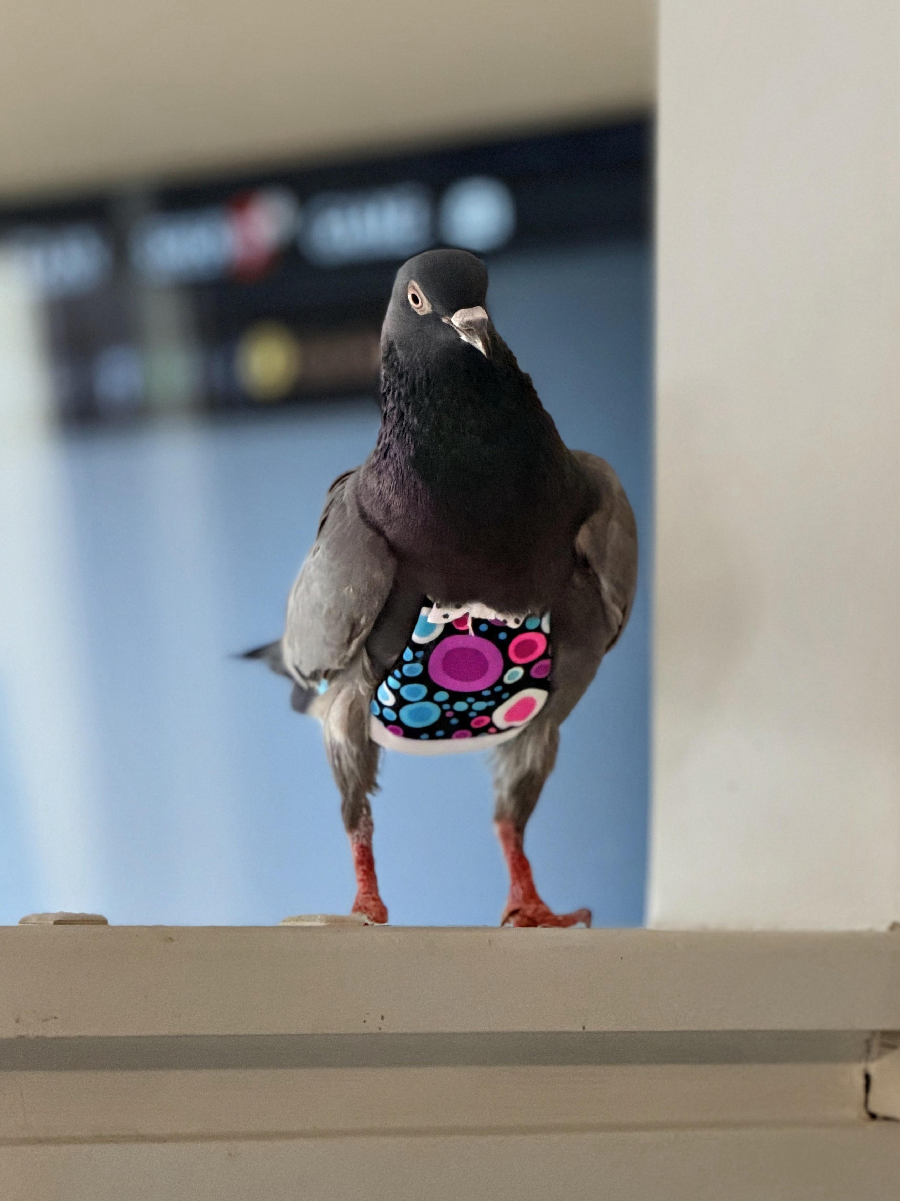 Enlarge Falafel, a Adoptable Pigeon in Chicago, IL image 5/5