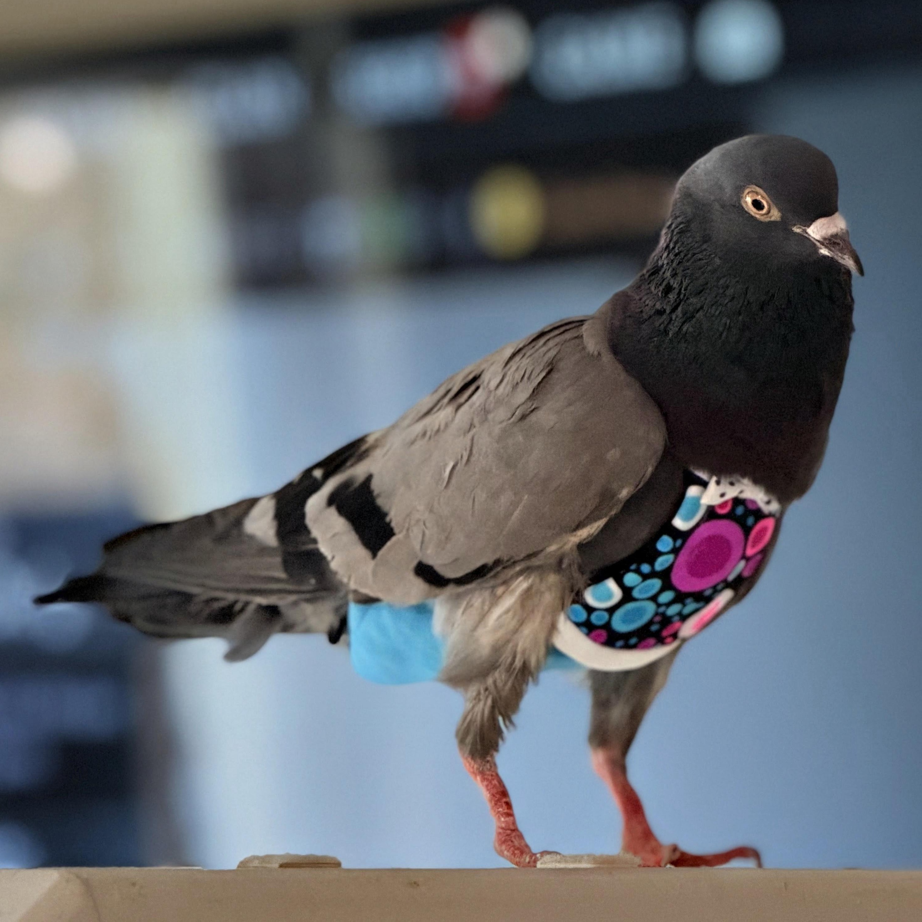 Enlarge Falafel, a Adoptable Pigeon in Chicago, IL image 2/5