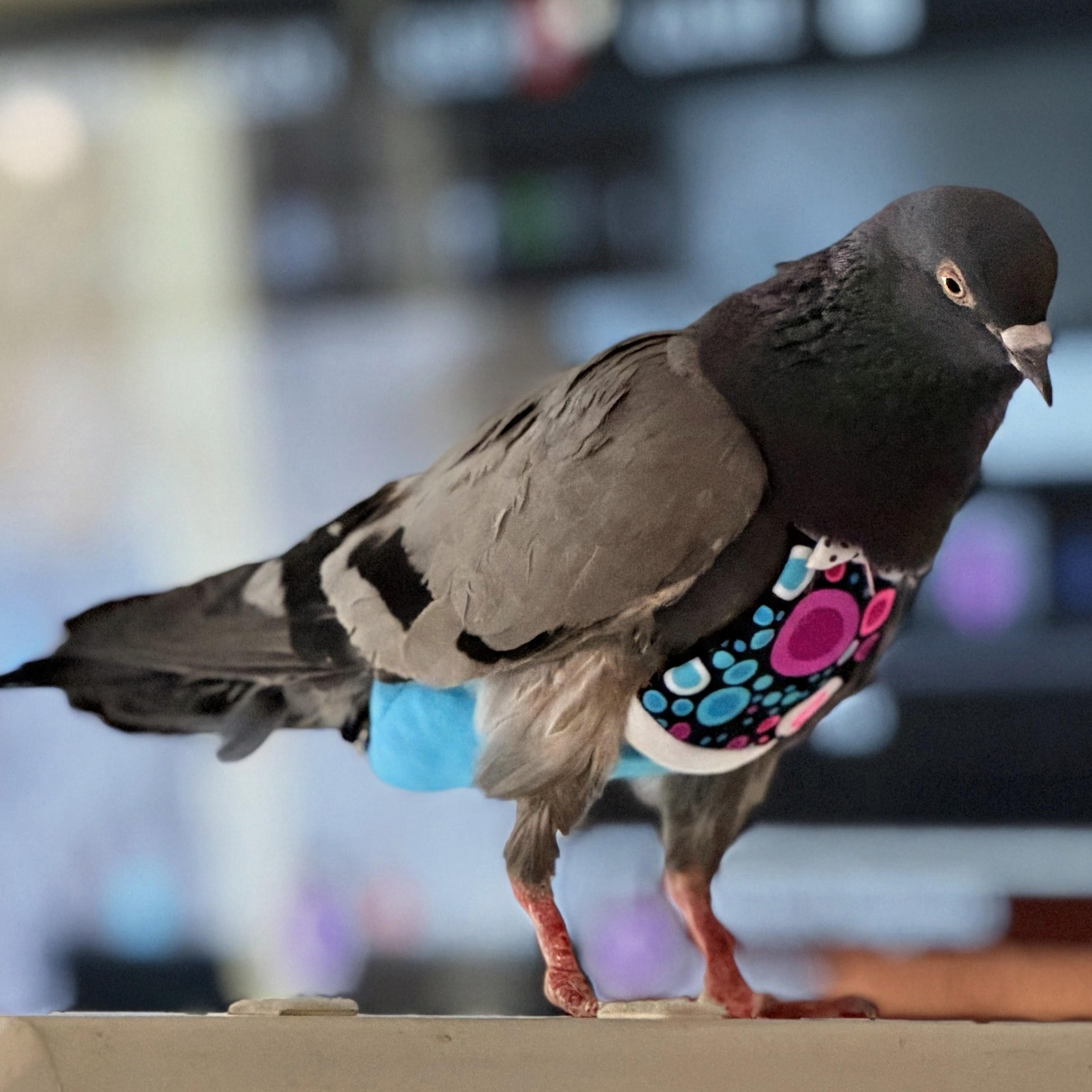 Enlarge Falafel, a Adoptable Pigeon in Chicago, IL image 1/5