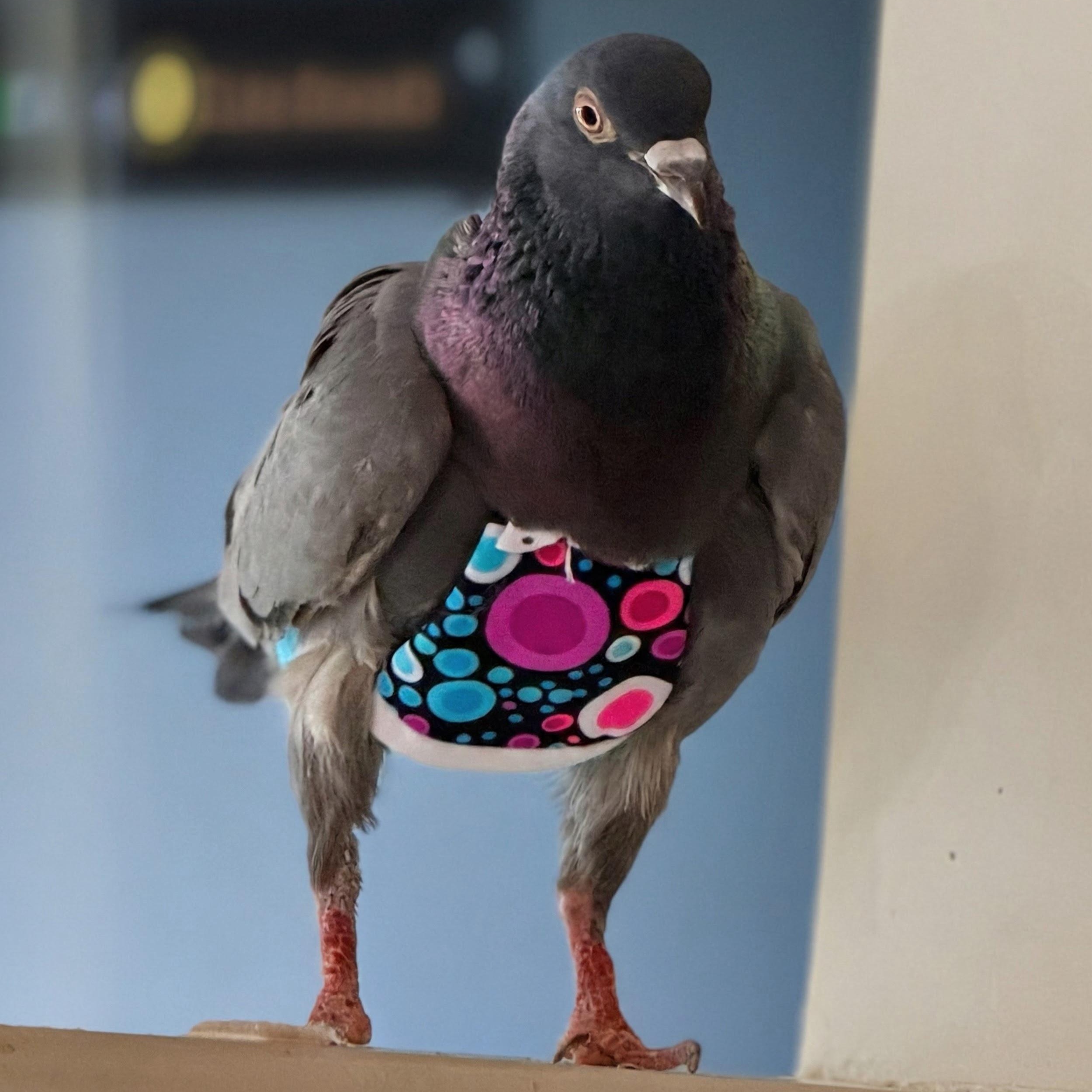 Enlarge Falafel, a Adoptable Pigeon in Chicago, IL image 3/5