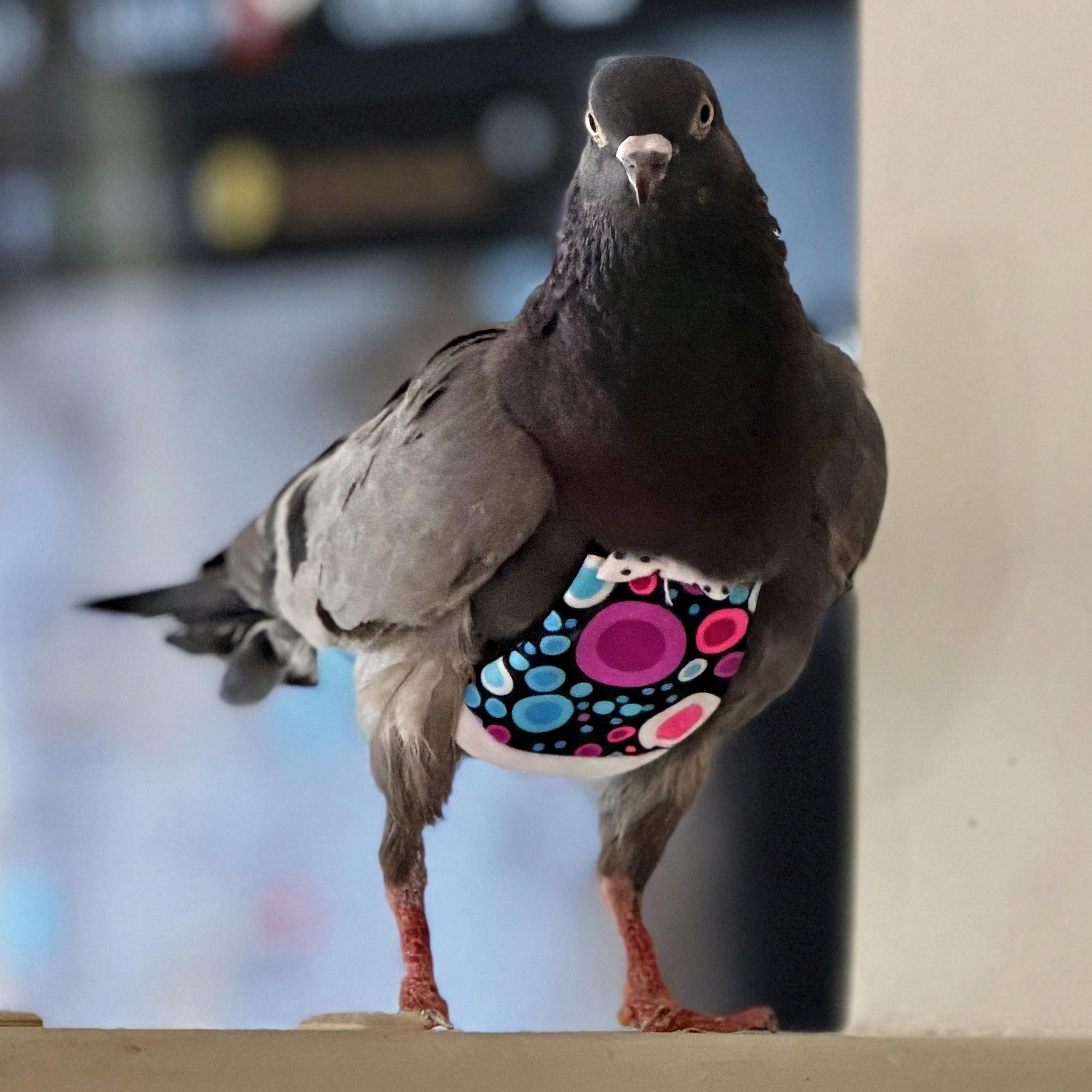 Enlarge Falafel, a Adoptable Pigeon in Chicago, IL image 4/5
