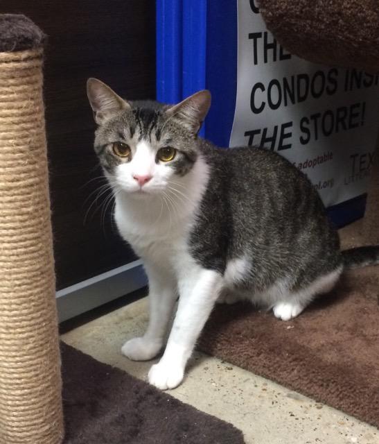 Yugi, Adoptable, Adult Male Domestic Short Hair.