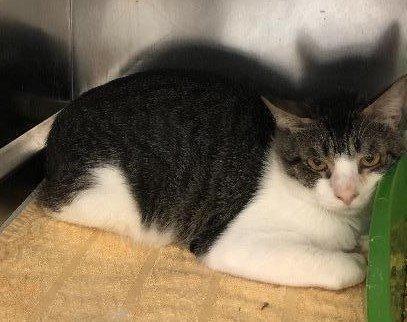 Enlarge Yugi, a Adoptable mixed breed in Houston, TX image 2/2