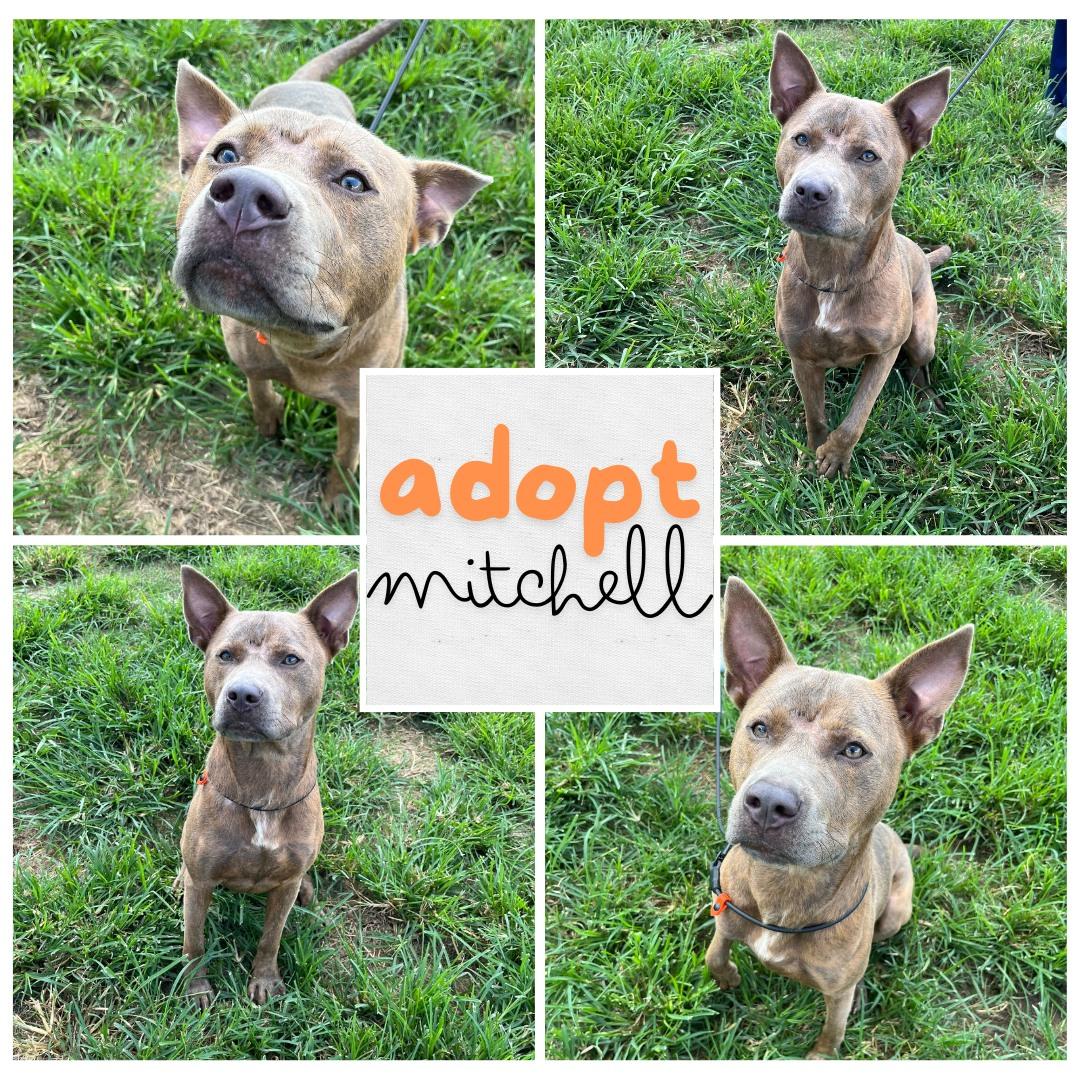 Mitchell, Adoptable, Adult Male American Staffordshire Terrier.