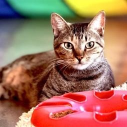 NORA, ADOPTABLE, Kitten Female Domestic Short Hair.