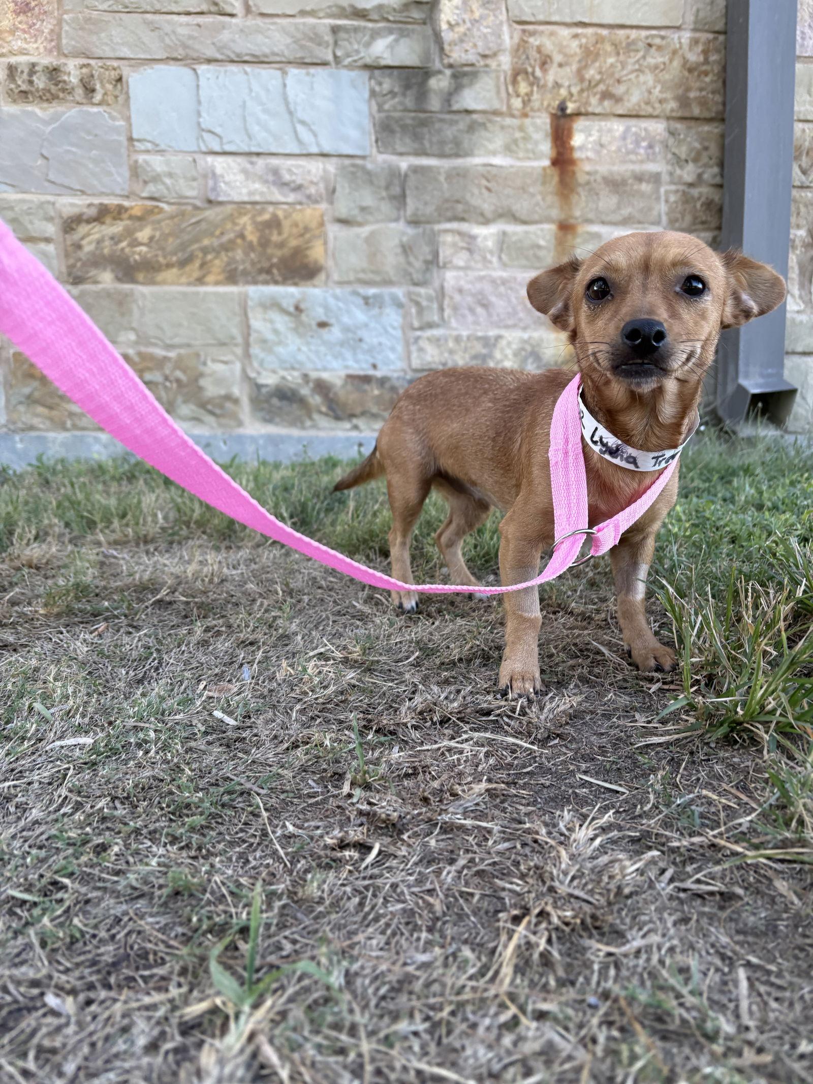 Lydia Treetz, a Adoptable mixed breed in Austin, TX image 1/3