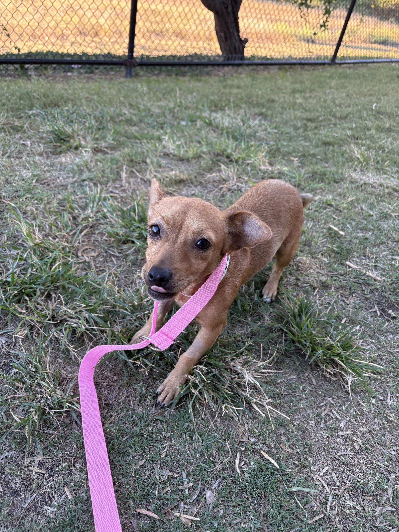 Lydia Treetz, a Adoptable mixed breed in Austin, TX image 2/3