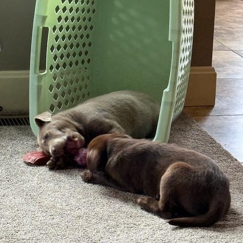 Enlarge Nate, an adopted Labrador Retriever in Indianapolis, IN image 2/6
