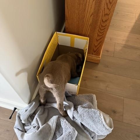 Enlarge Nate, an adopted Labrador Retriever in Indianapolis, IN image 5/6