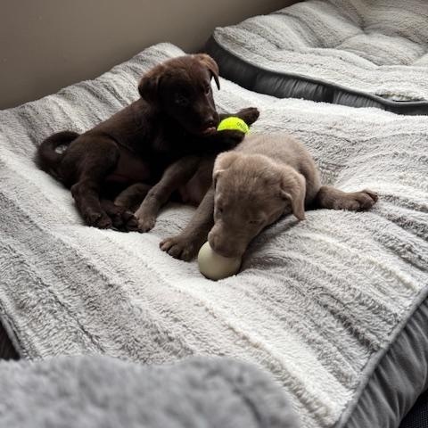 Enlarge Nate, an adopted Labrador Retriever in Indianapolis, IN image 6/6