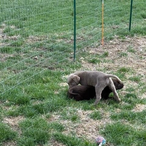 Enlarge Nate, an adopted Labrador Retriever in Indianapolis, IN image 3/6