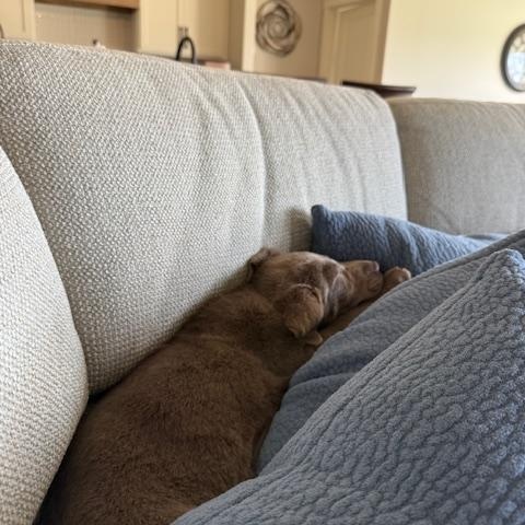 Enlarge Nate, an adopted Labrador Retriever in Indianapolis, IN image 4/6