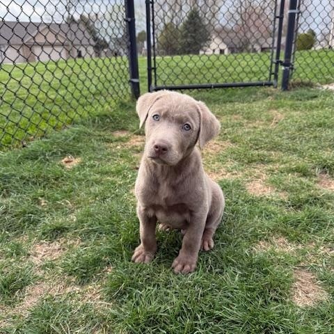 Enlarge Nate, an adopted Labrador Retriever in Indianapolis, IN image 1/6
