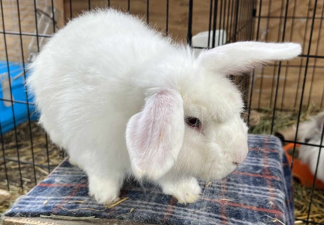 Enlarge Rags and Sampson, a Adoptable Angora Rabbit in Bishopville, SC image 2/5