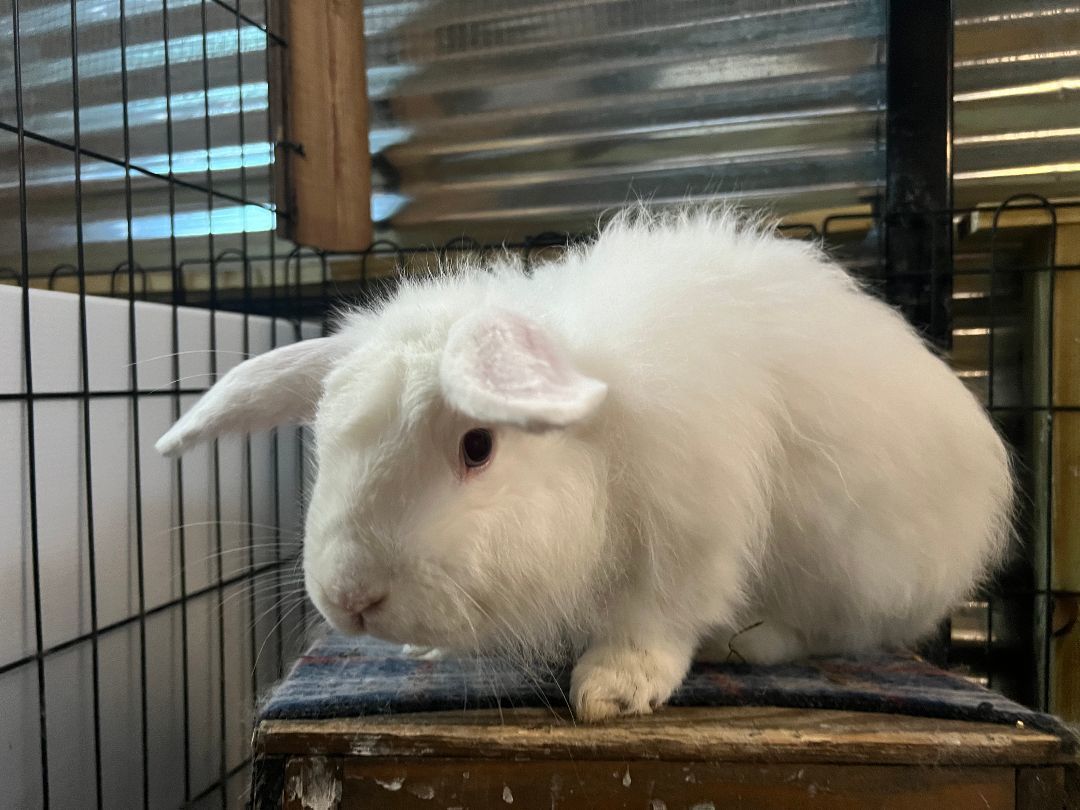 Enlarge Rags and Sampson, a Adoptable Angora Rabbit in Bishopville, SC image 4/5