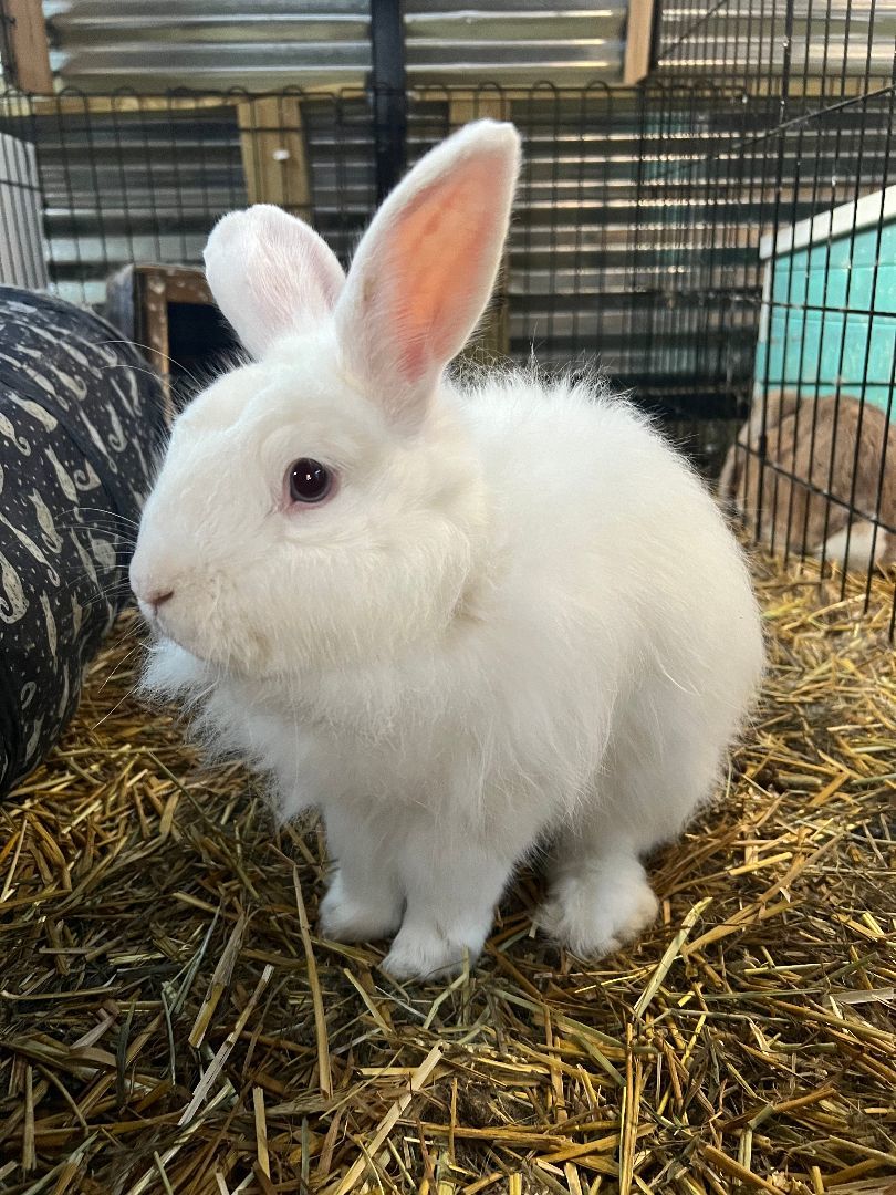 Rags and Sampson, Adoptable, Adult Male Angora Rabbit.