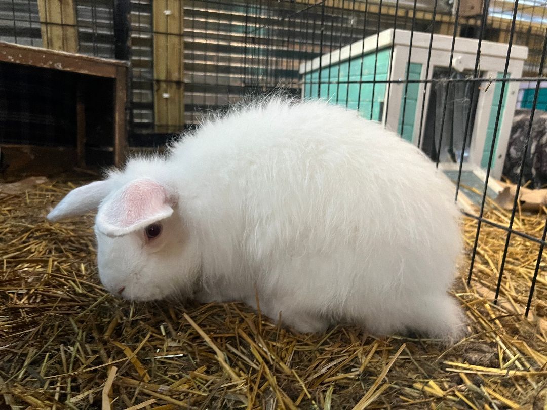 Enlarge Rags and Sampson, a Adoptable Angora Rabbit in Bishopville, SC image 3/5