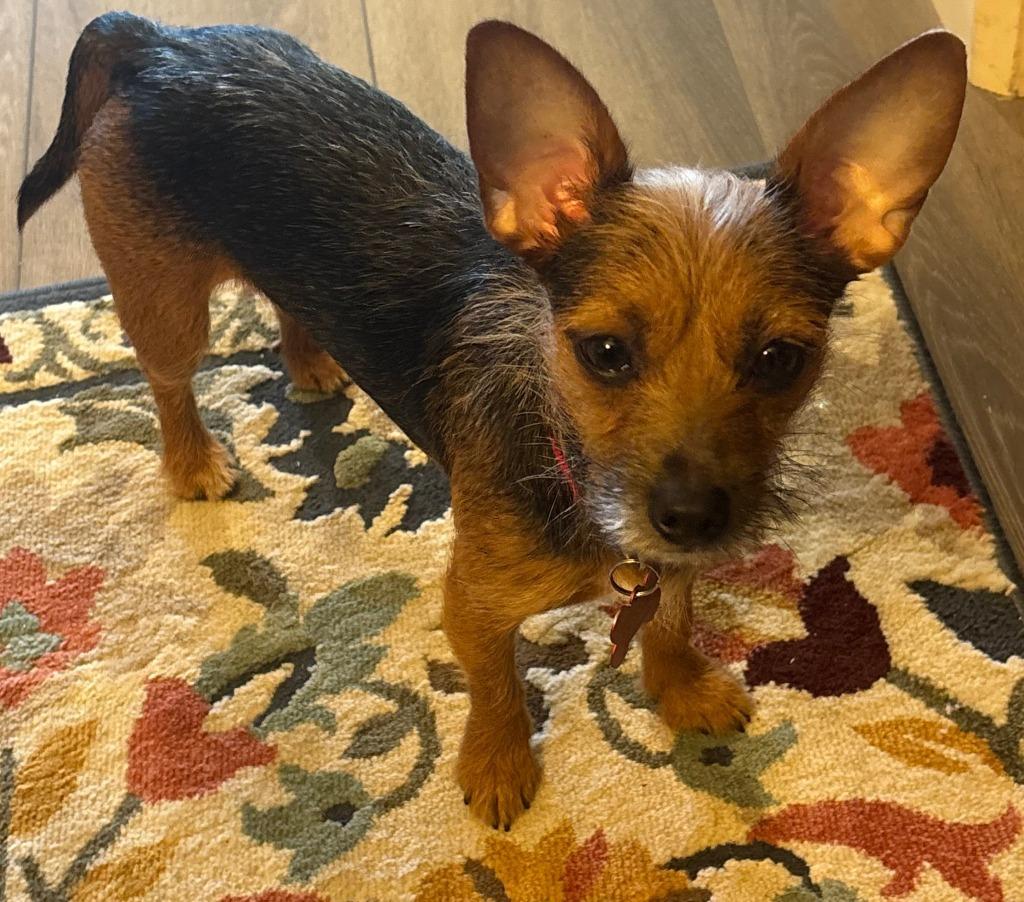 25Merengue, adoptable, Adult Female Chihuahua.