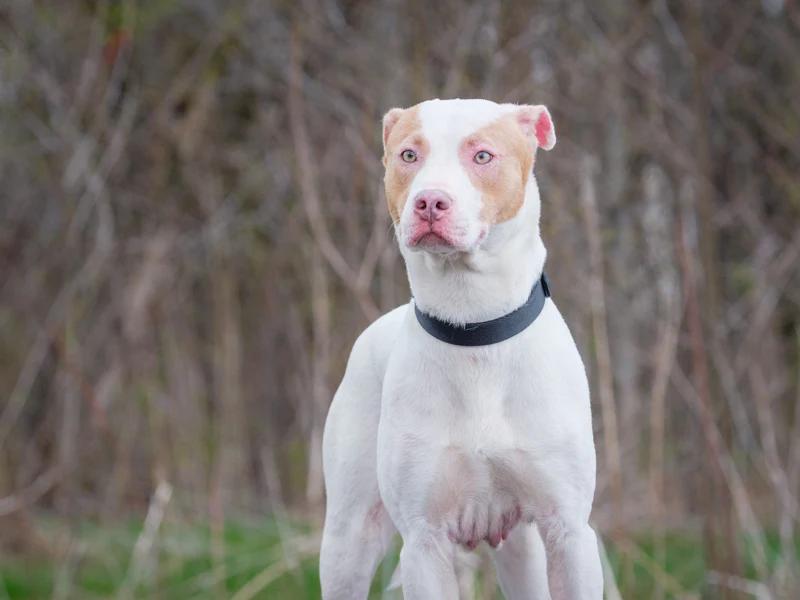 Enlarge Diamond, a ADOPTABLE Mixed Breed in Pointe-Fortune, QC image 3/3