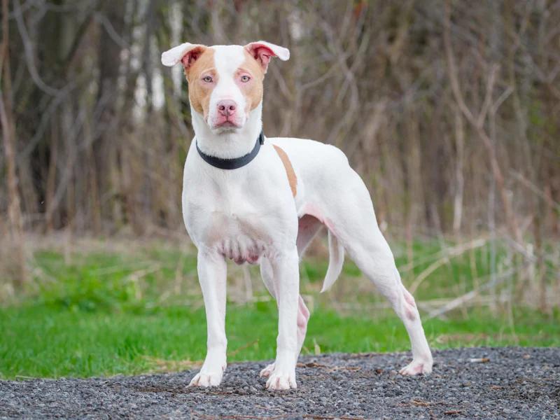 Enlarge Diamond, a ADOPTABLE Mixed Breed in Pointe-Fortune, QC image 2/3