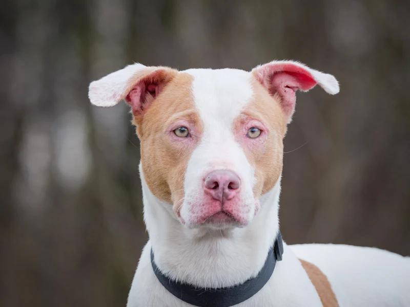 Diamond, ADOPTABLE, Young Female Mixed Breed.