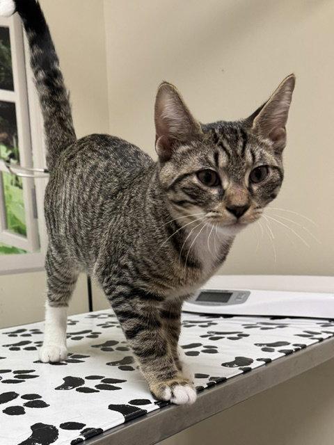Enlarge Koda, a Adoptable Domestic Short Hair in Lancaster, PA image 1/1