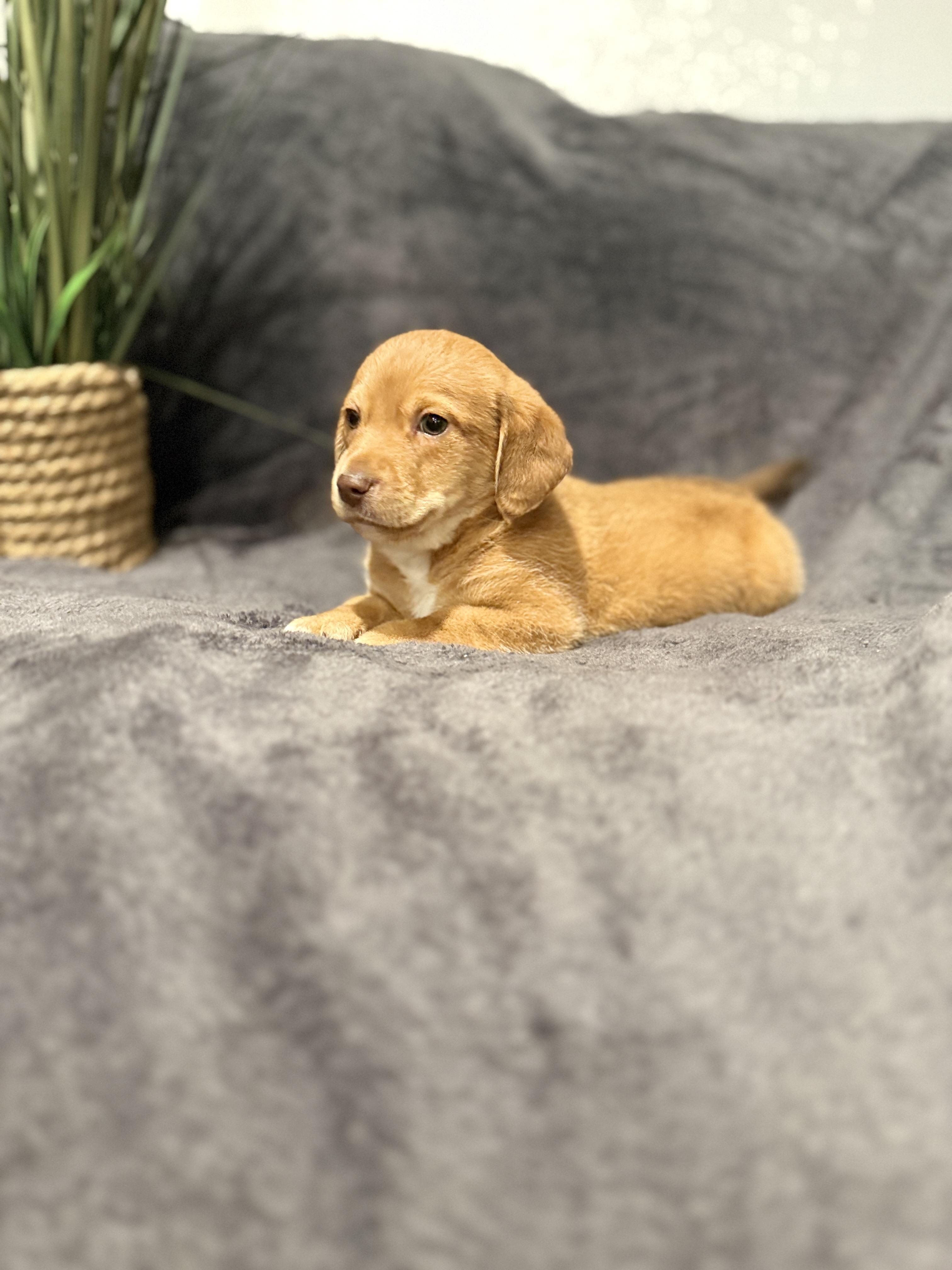 Enlarge Opie , a ADOPTABLE mixed breed in Hales corners, WI image 2/4