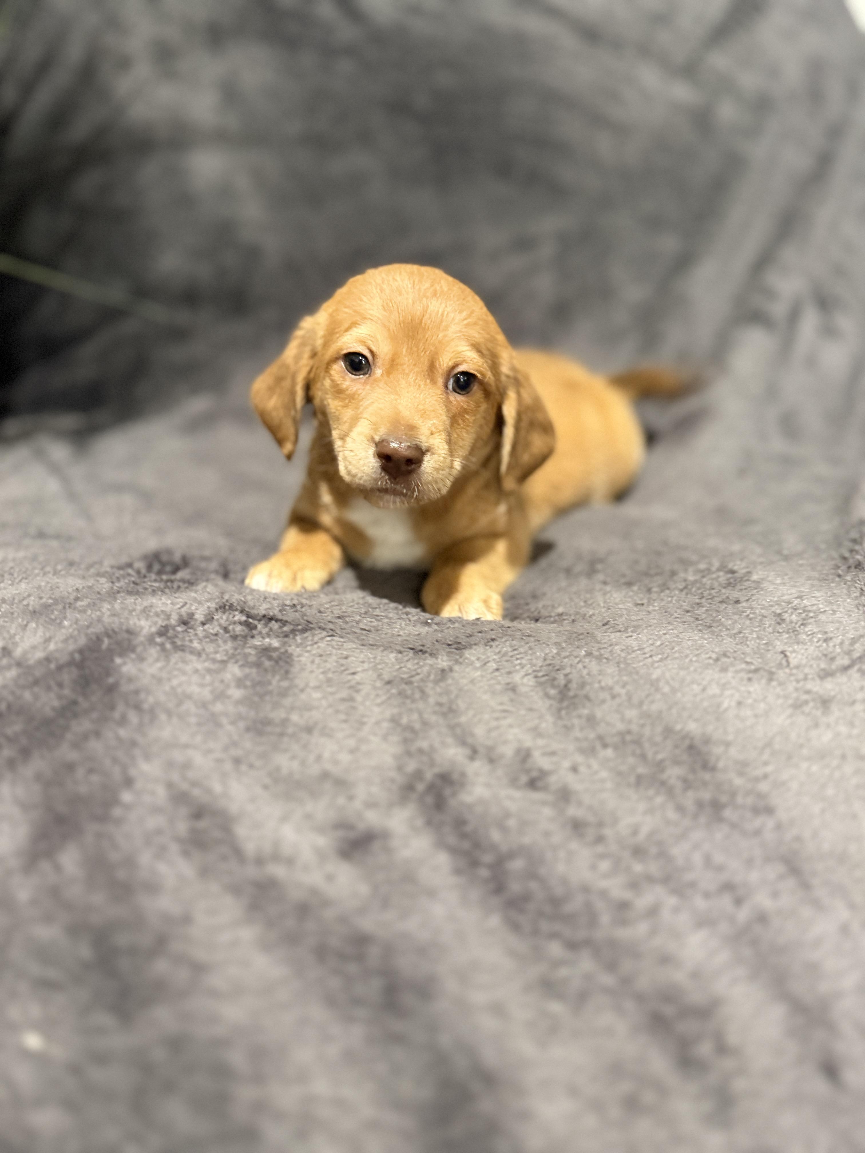 Enlarge Opie , a ADOPTABLE mixed breed in Hales corners, WI image 4/4